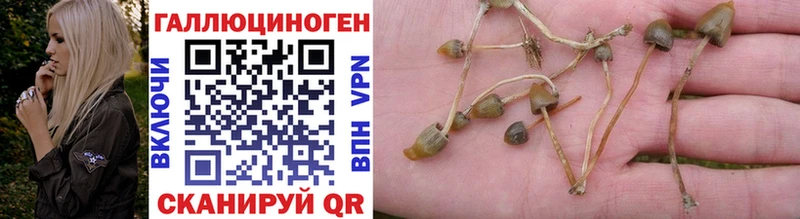 Псилоцибиновые грибы GOLDEN TEACHER  Гагарин 